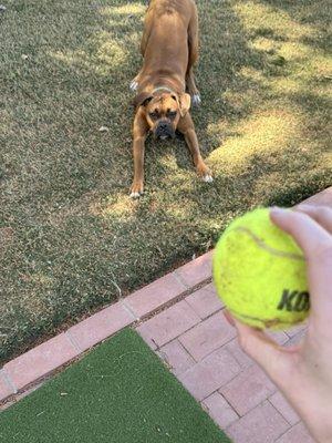 A Dogs Life Training & Education