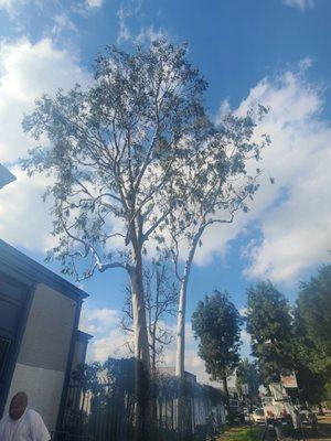 Maldonado Tree services