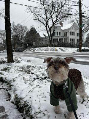 South Jersey Schnauzers