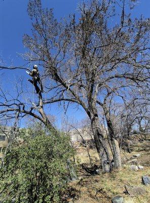 Mile High Tree Service