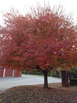 Fall at the Guardian Self Storage in Hyde Park