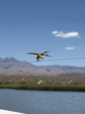 Desert Belle Cruises