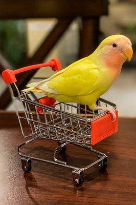 Love the peach faced love bird at Don's Pets! Meet Meelo!