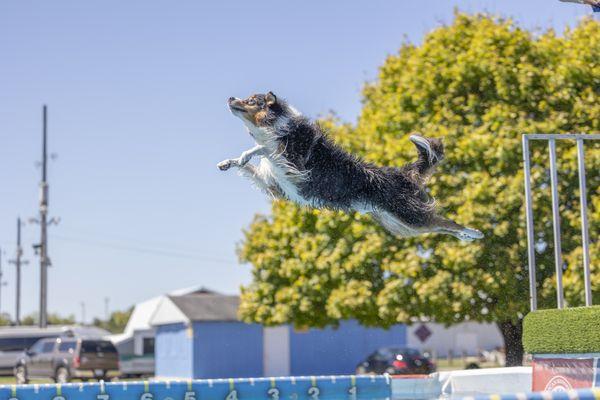 Canine Frenzy Versatility Training