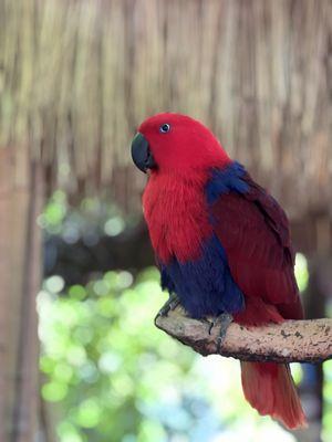 Parrot Mountain & Gardens