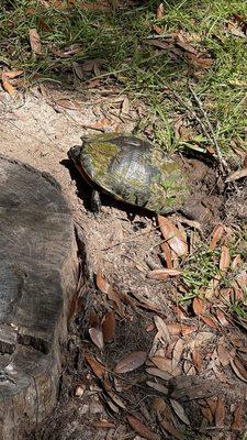 Tom Triplett Community Park