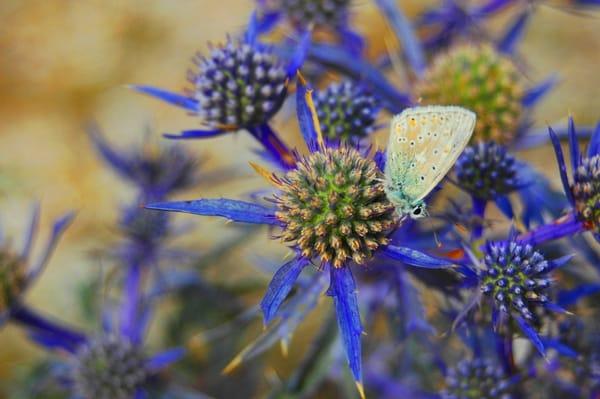 Carolina Pelvic Health Center, Inc