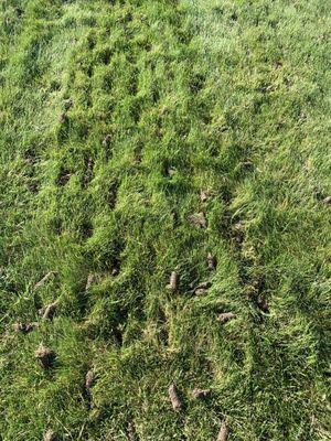 Green Line Lawn Care