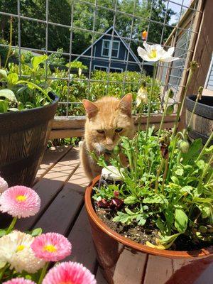 Useless Bay Animal Clinic