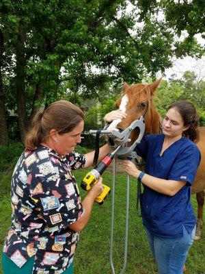 Equine Mobile Veterinary Services