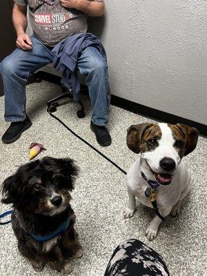 Our Maxey on the right new little brother with Capote