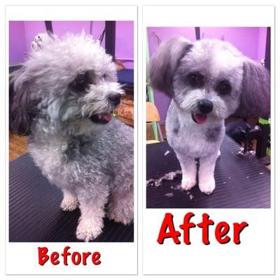 Your Passionate Groomer's Mobile Dog Grooming