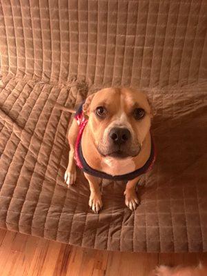 Fancy Paws Pet Salon