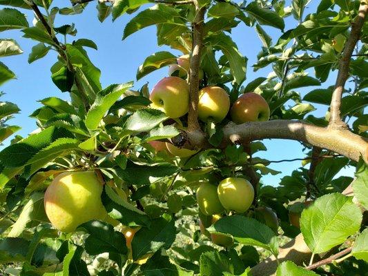 Apple pickin, that time of year