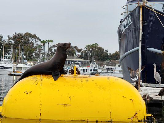 San Dog Kayak Adventures and Charter Fishing