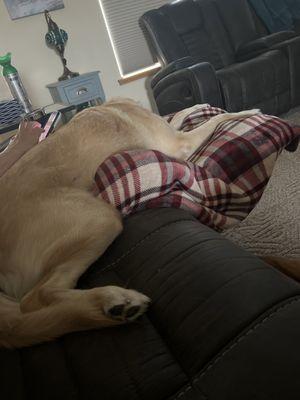 CBD American Shaman Green Bay