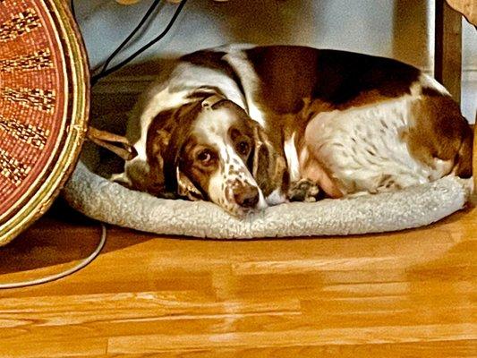 Robbie. Springer Spaniel approximately 7 years old