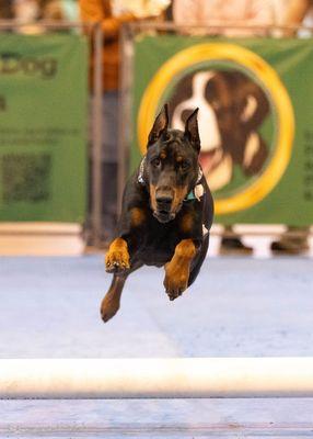 It's A Dog's Life Pet Day Care Resort & Spa