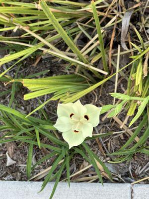 Smart & Final Extra!