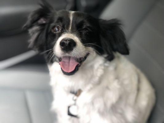 Left eye irritated and wouldn't open when I picked her up from grooming