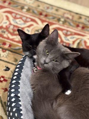 Lacey and Mocha; sisters. Adopted them from Tacoma Humane Society.