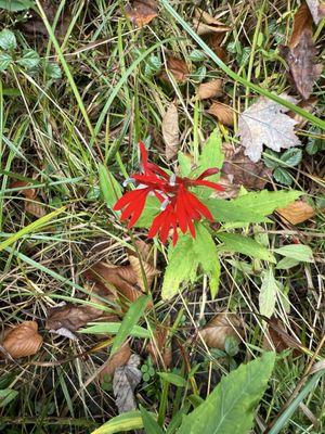 Cardinal flower