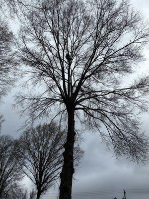 You have dangerous trees near your home(shed, garage,etc) don't worry call chippies tree service we'll handle it.