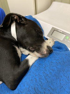 Wagging Tails Pet Resort And Spaw