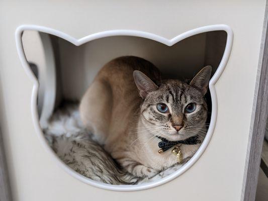 Nathan's Pet Sitting