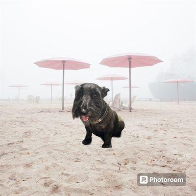 Pampered Pooch Dog Grooming