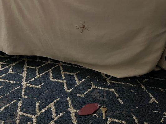Large spider on the bed.