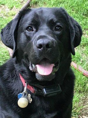 Ipswich Animal Hospital