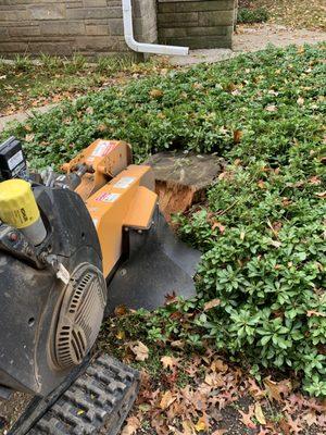 Mariano’s Stump Grinding
