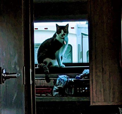 Boca Chica Animal Hospital & Pet Resort