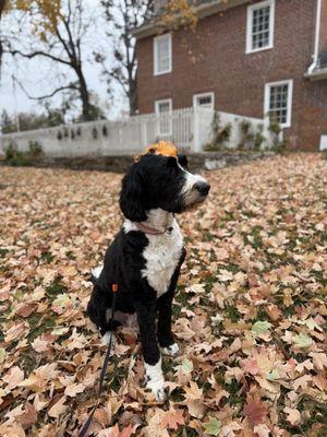 Sappington House Complex