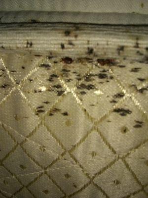 Caroline Inn And Suites