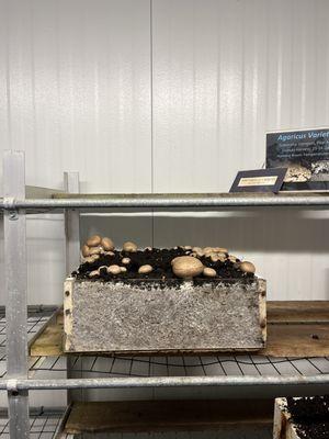 The Woodlands at Phillips Mushroom Farms