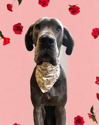 Brigadoon Boarding Kennels