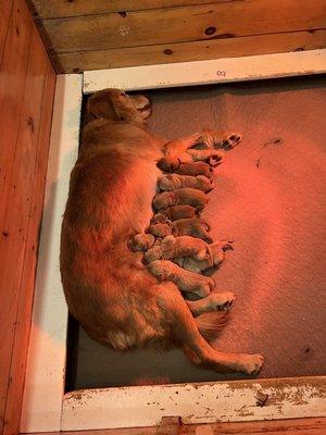 Veterinary Emergency Center