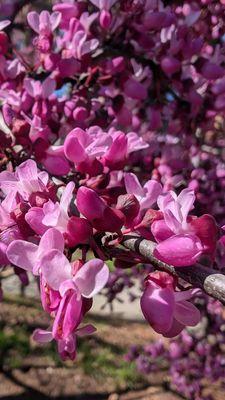 Japanese Friendship Garden