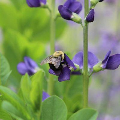 Brie O’Connor Garden Design