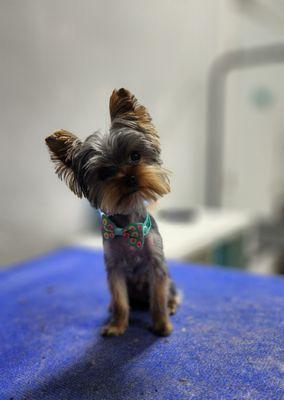 Auggies Pet Spa by Lisa