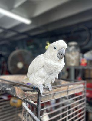 2 Brothers Tires & Wheels