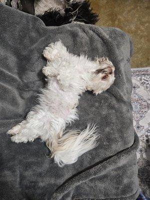 Head To Tail Pet Groomers
