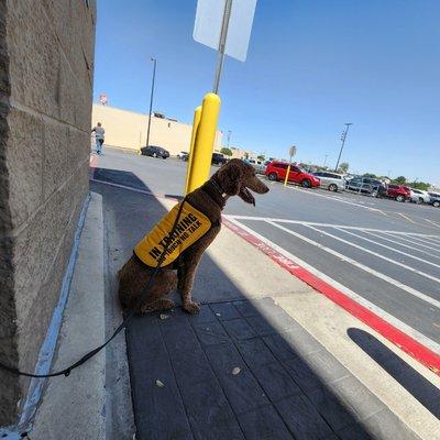 Navarro Dog School Of Hard Knocks