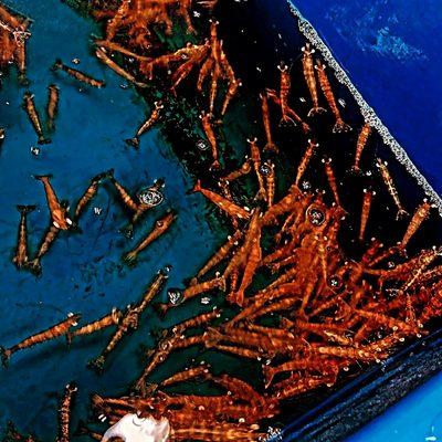 Competition Bait & Tackle