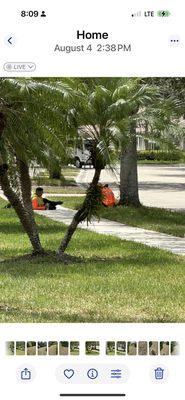 Juniper Landscaping