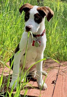 Sonoma Animal Hospital