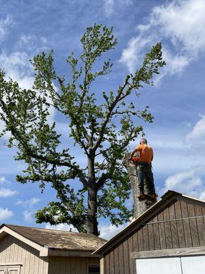Lakeview Lumberjacks Tree Service