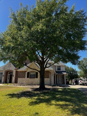 Trimming Overgrown Tree